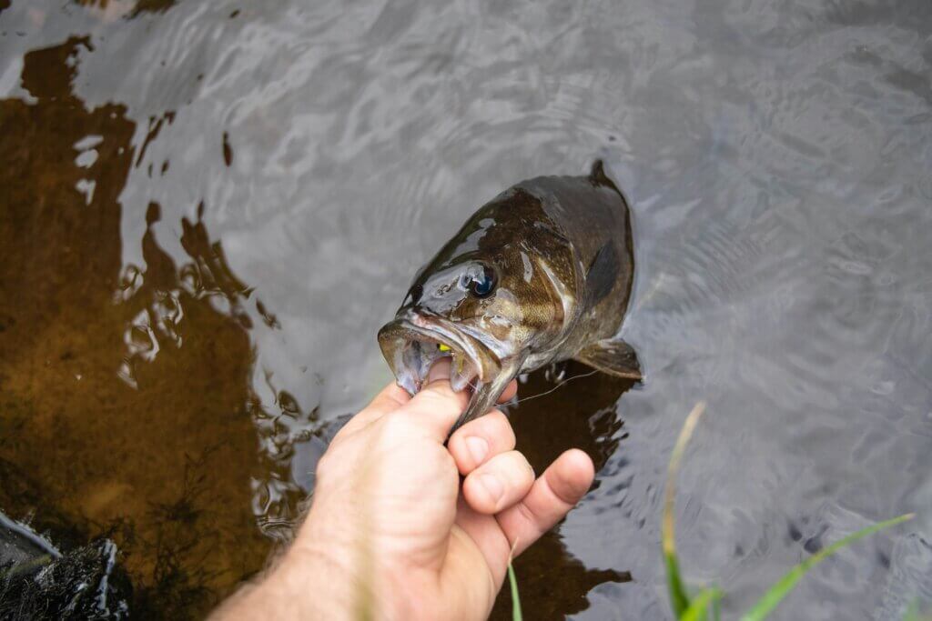 バス釣り