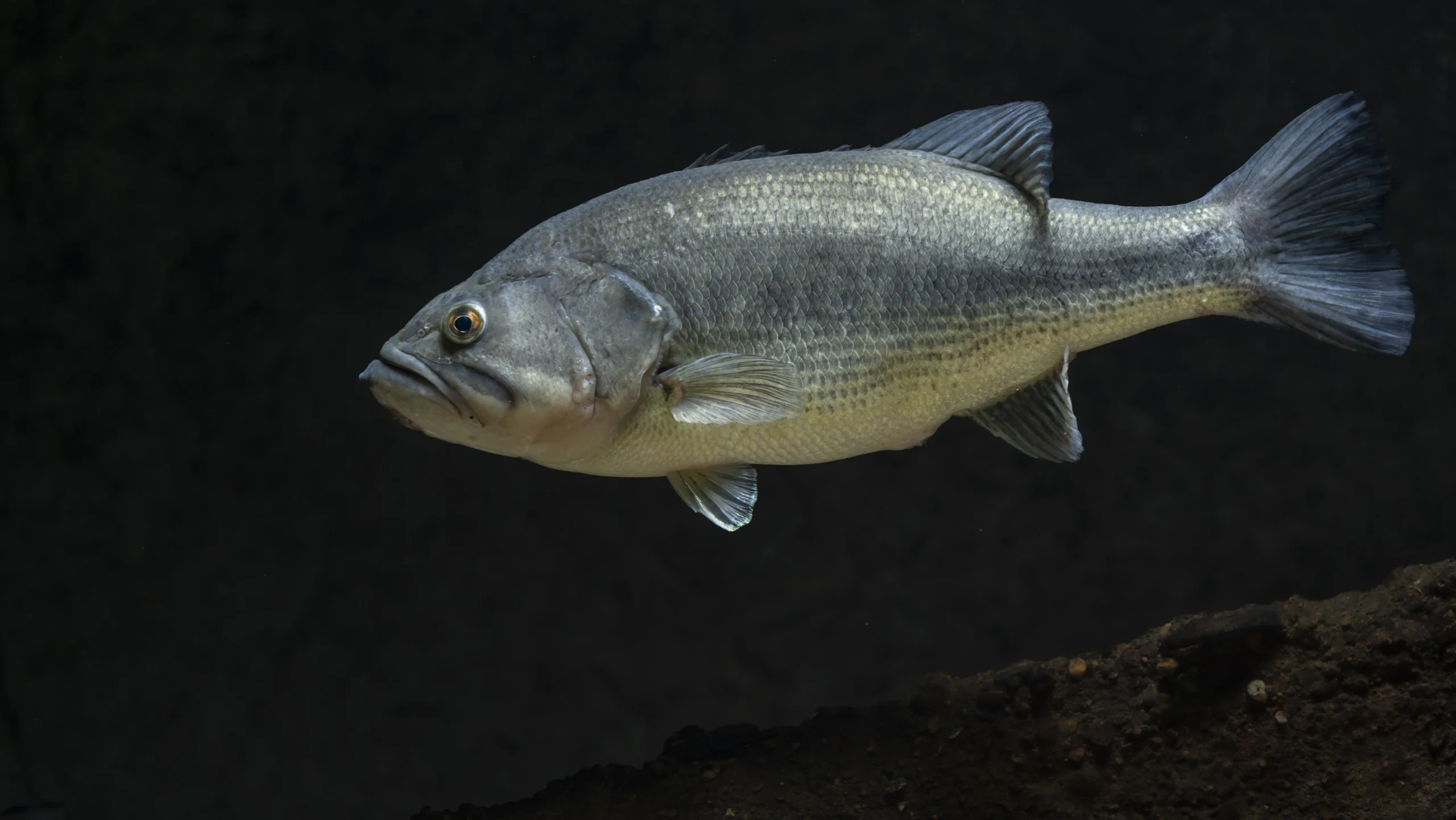 秋のバス釣りのブラックバス
