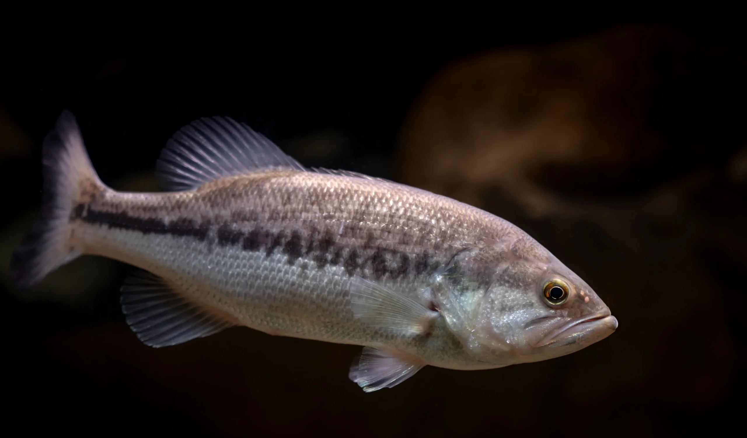 秋のバス釣りのブラックバス
