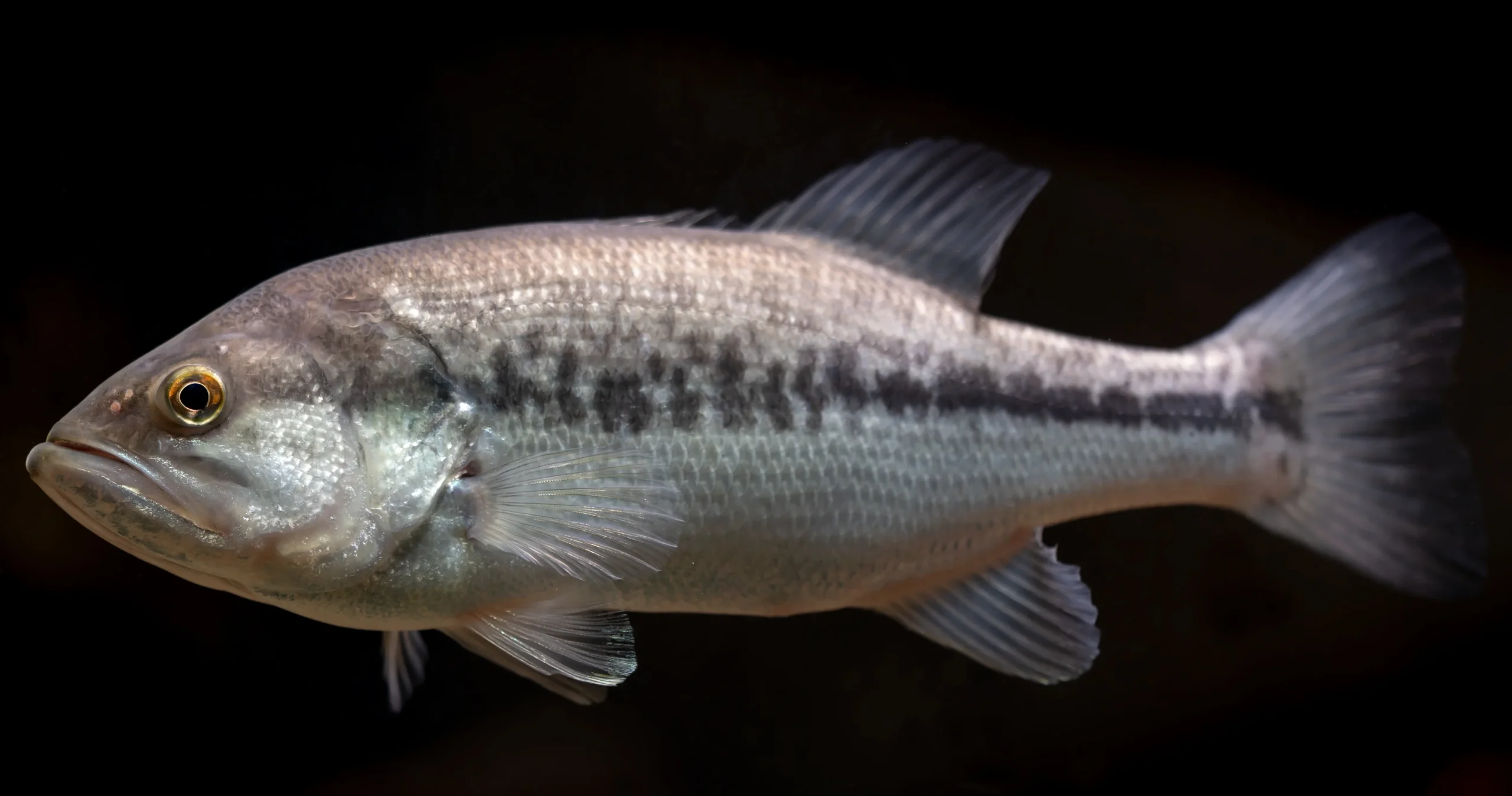 秋のバス釣りのブラックバス
