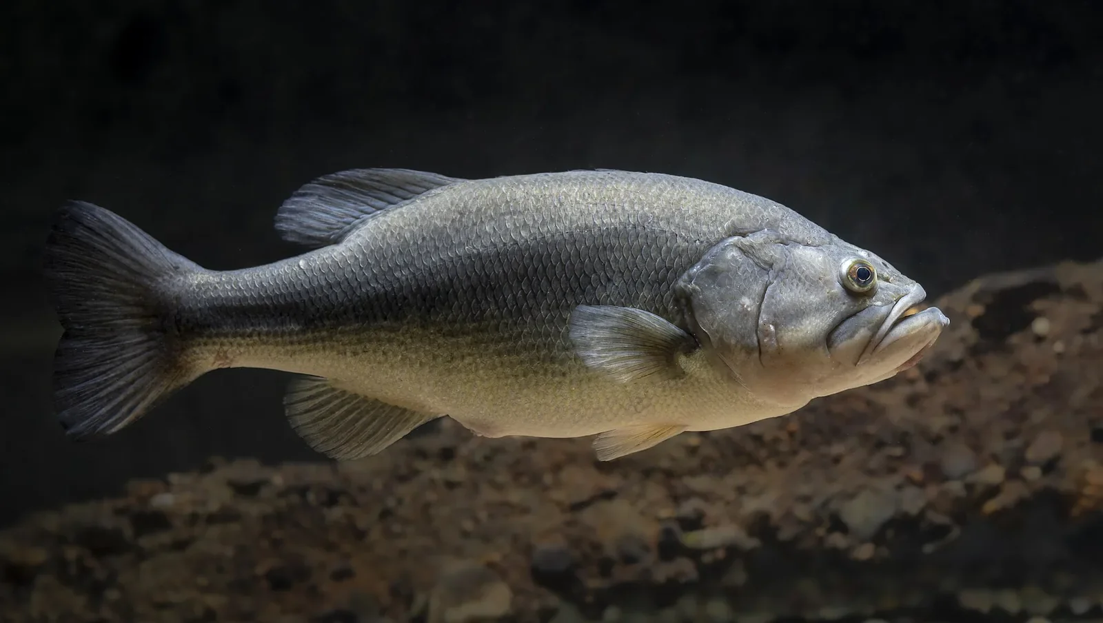 琵琶湖のブラックバス