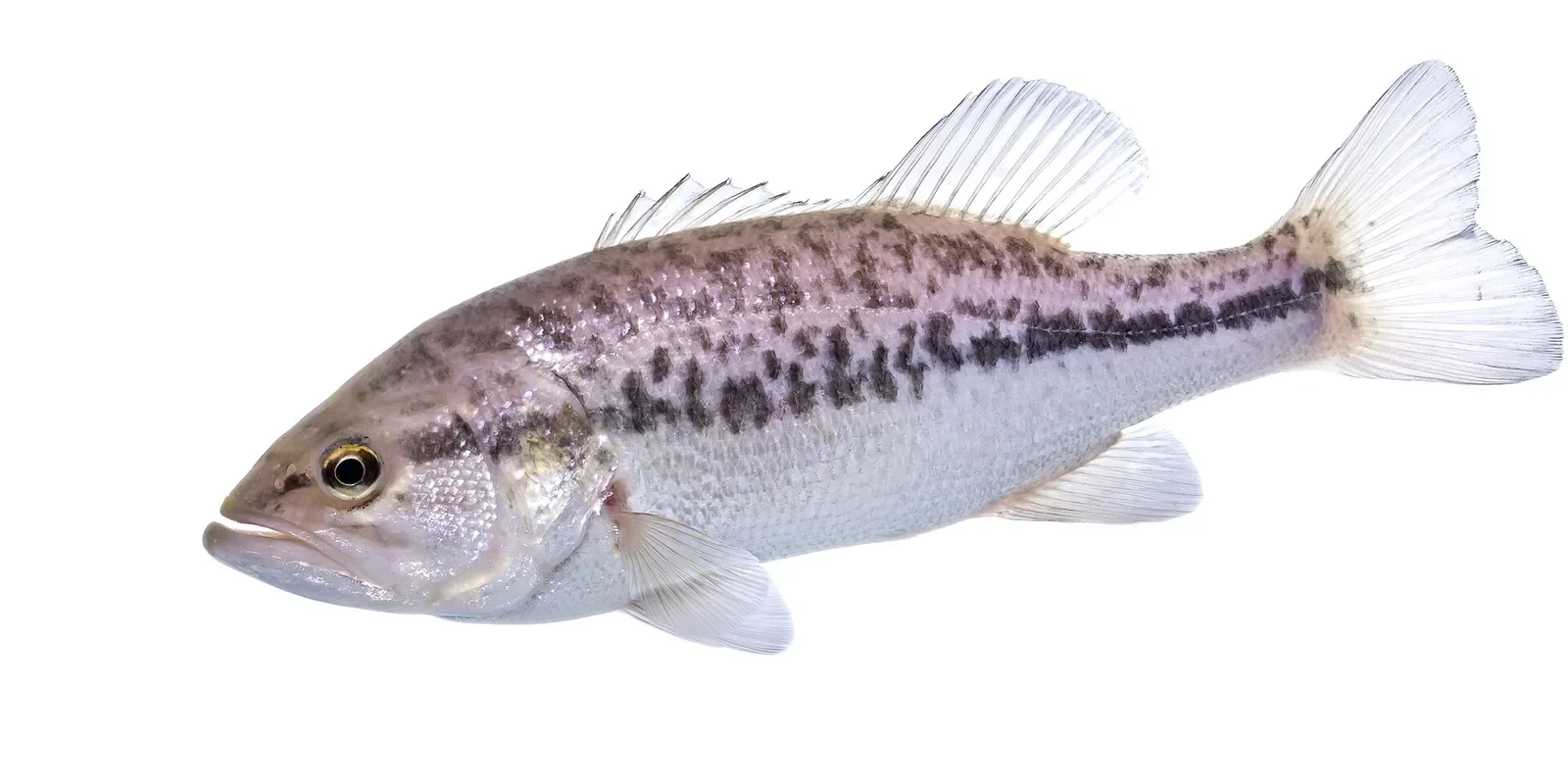 晩秋のバス釣りのブラックバス