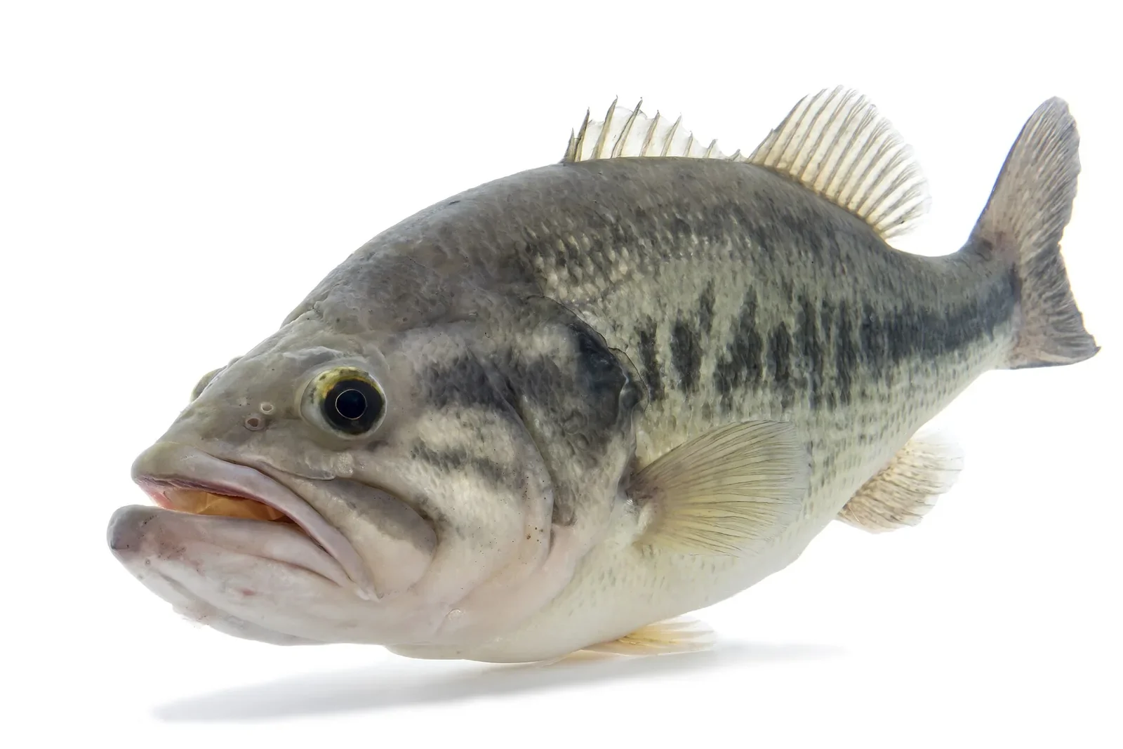 11月のバス釣りのワームのブラックバス