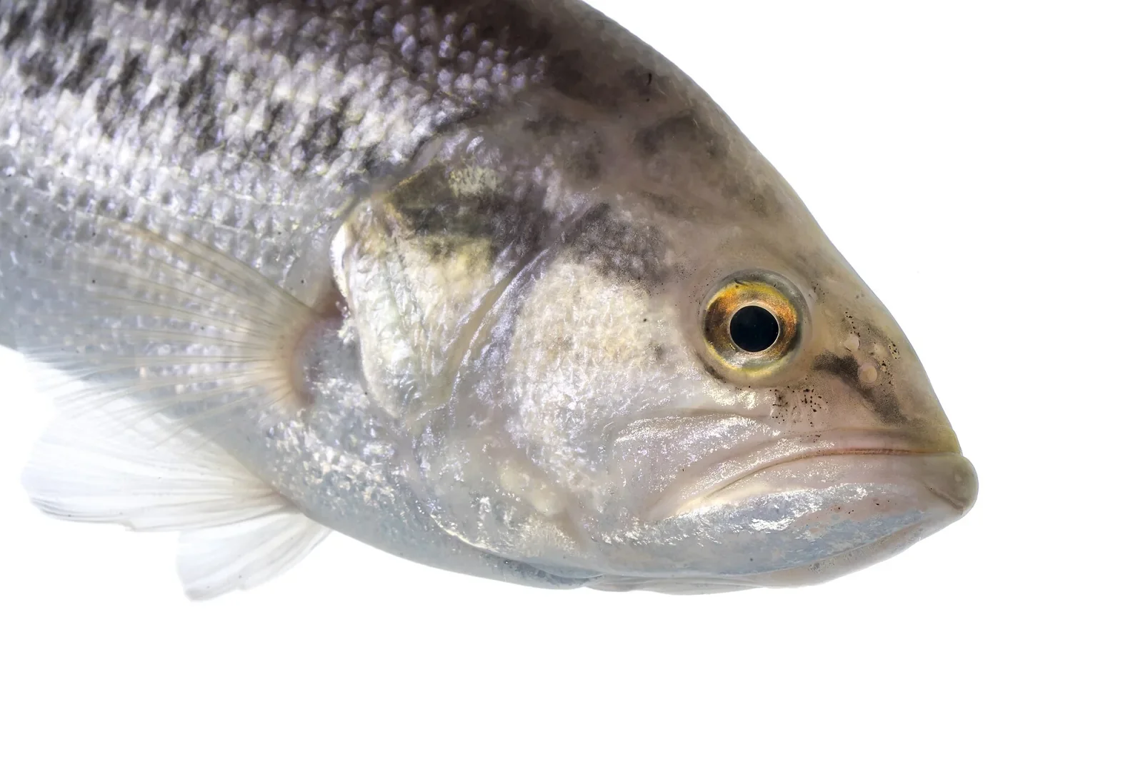 晩秋のバス釣りのルアーのブラックバス